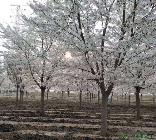 櫻花適合什么時間栽種？ 櫻花的修剪技巧