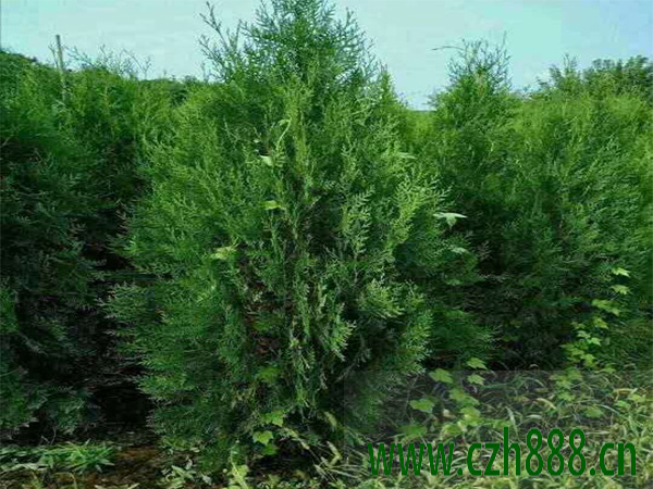側(cè)柏的基本習性介紹 側(cè)柏的種植價值
