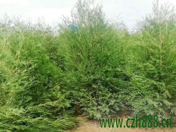 側(cè)柏的基本習性介紹 側(cè)柏的種植價值