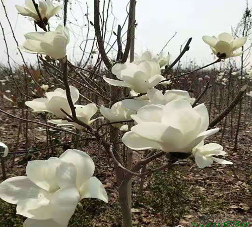 白玉蘭的種植方法有哪些?