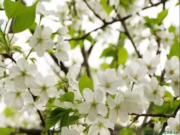 櫻花形態(tài)有哪些特征?櫻花養(yǎng)護(hù)方法