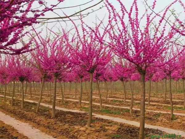 紫荊適合種在哪些地方？紫荊的播種育苗方法