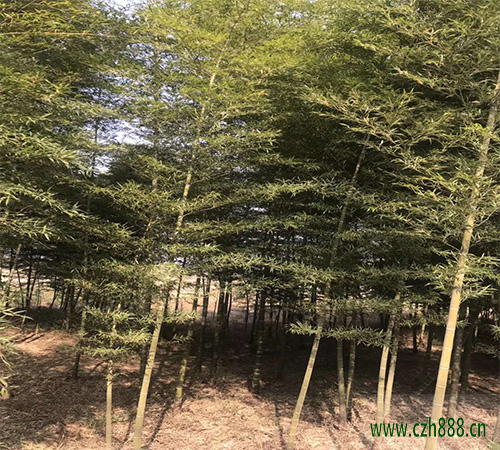 毛竹如何護筍養竹? 毛竹的種植與管理