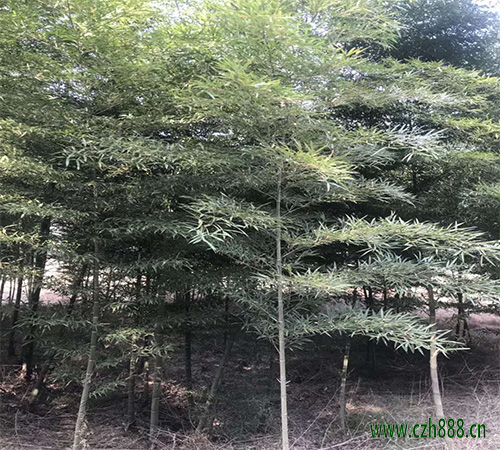 毛竹如何護筍養竹? 毛竹的種植與管理