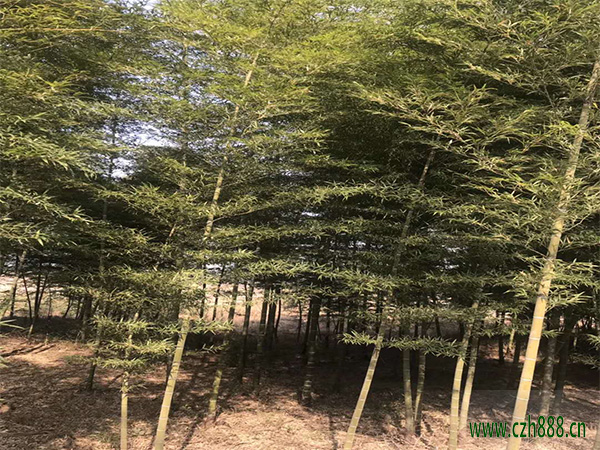 毛竹如何護筍養竹? 毛竹的種植與管理