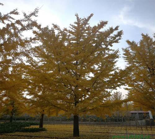 銀杏幾月開花? 銀杏的經濟價值