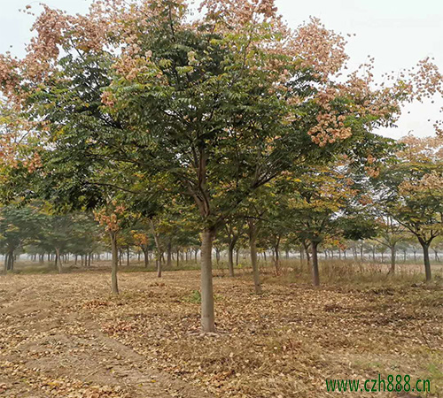 欒樹的種植價(jià)值是什么? 欒樹的生態(tài)功能是什么?