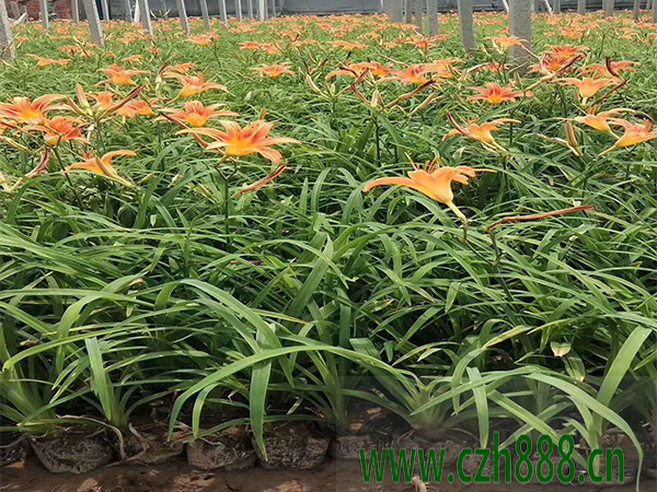 夏天可以種大花萱草嗎? 夏天種植大花萱草的注意事項