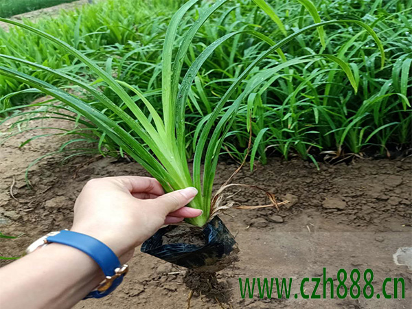 夏天可以種大花萱草嗎? 夏天種植大花萱草的注意事項