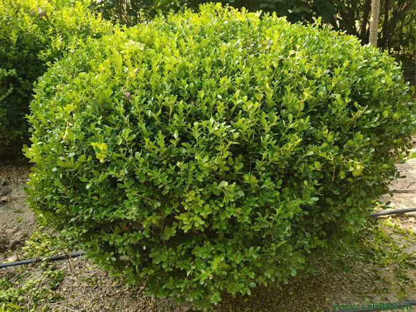 小葉黃楊大樹培養方法 小葉黃楊大樹種植注意事項