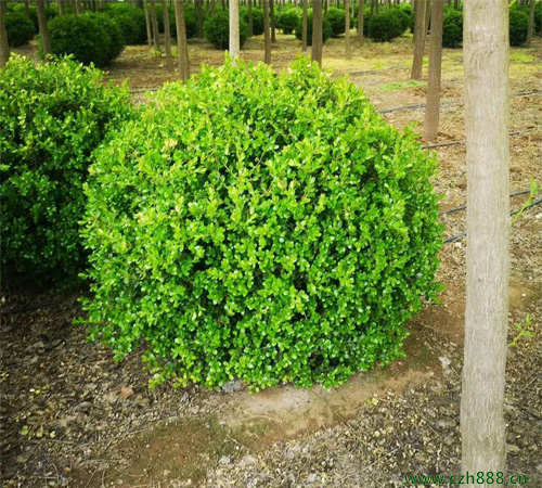 小葉黃楊大樹培養方法 小葉黃楊大樹種植注意事項