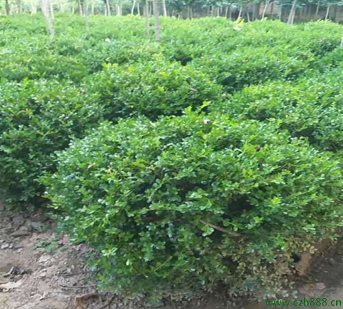 小葉黃楊大樹培養方法 小葉黃楊大樹種植注意事項