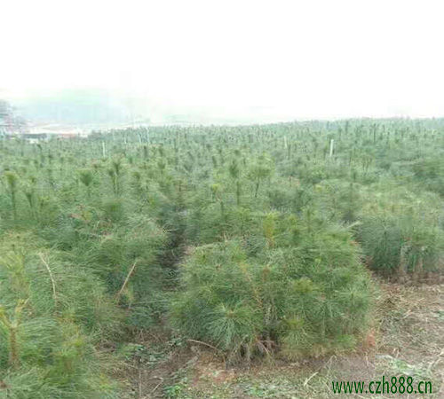 側柏養殖方法介紹,看看側柏養殖的細節