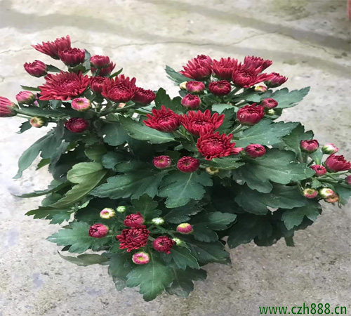 荷蘭菊如何剪枝?荷蘭菊一般修剪在什么時(shí)候