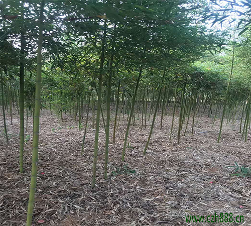 雷竹如何養植? 雷竹的病蟲害防治