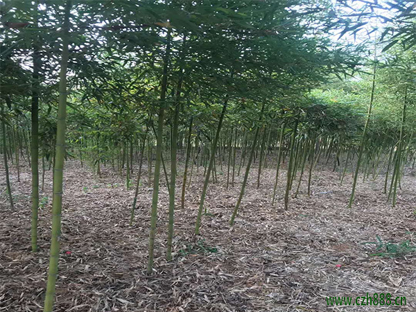 雷竹如何養植? 雷竹的病蟲害防治