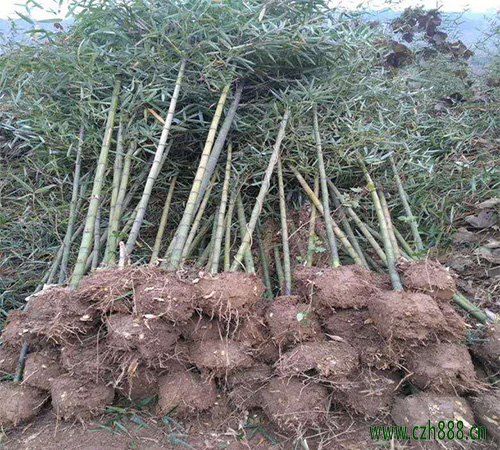 雷竹如何養植? 雷竹的病蟲害防治