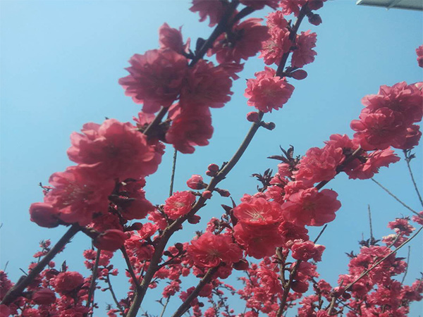 紅葉碧桃的開花時間受哪些因素的影響? 紅葉碧桃開花時間