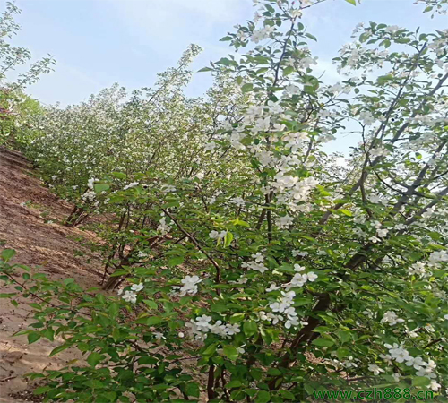 海棠的養植留意事項和養植方法 海棠的病蟲害防治