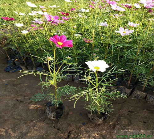 波斯菊修剪后還能開花嗎? 波斯菊的修剪時間