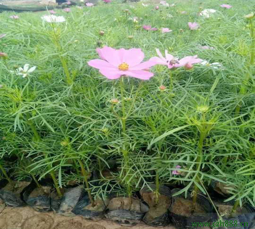 波斯菊修剪后還能開花嗎? 波斯菊的修剪時間