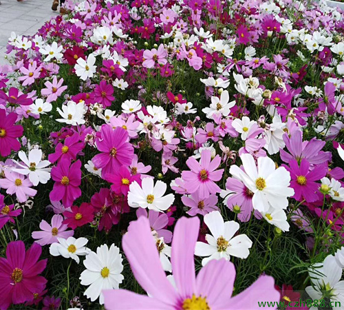 波斯菊修剪后還能開花嗎? 波斯菊的修剪時間