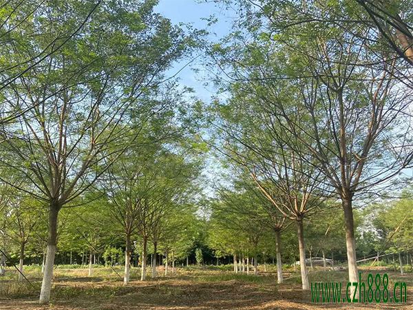 國(guó)槐的養(yǎng)植方法 國(guó)槐養(yǎng)植的注意事項(xiàng)