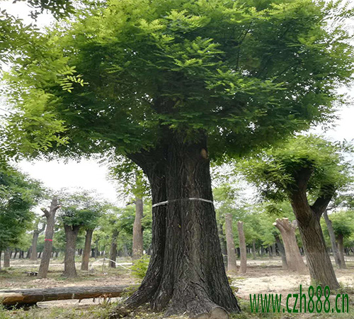 國(guó)槐的養(yǎng)植方法 國(guó)槐養(yǎng)植的注意事項(xiàng)