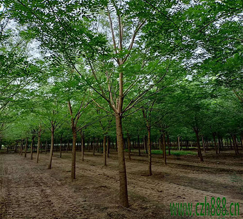 國(guó)槐的養(yǎng)植方法 國(guó)槐養(yǎng)植的注意事項(xiàng)