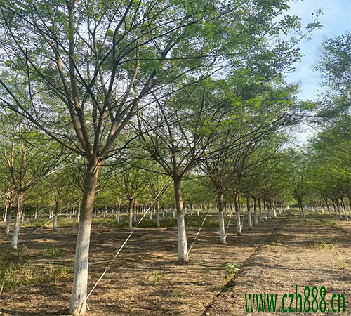 國(guó)槐的養(yǎng)植方法 國(guó)槐養(yǎng)植的注意事項(xiàng)