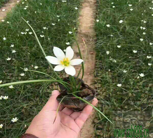 蔥蘭的種植方法 蔥蘭適合什么時間種植?