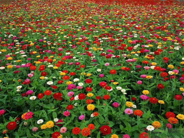 百日草的開花時間 白日草的開花受哪些影響?