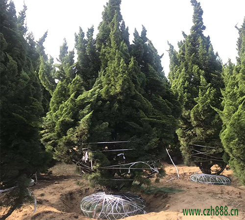 龍柏的養植方法和留心事項 龍柏養植技巧