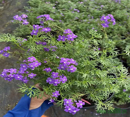 美女櫻什時間開花? 美女櫻開花受哪些因素影響