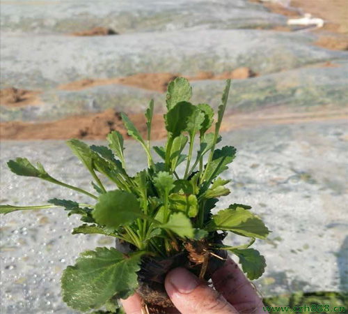 白晶菊養護要點介紹,一起來看看