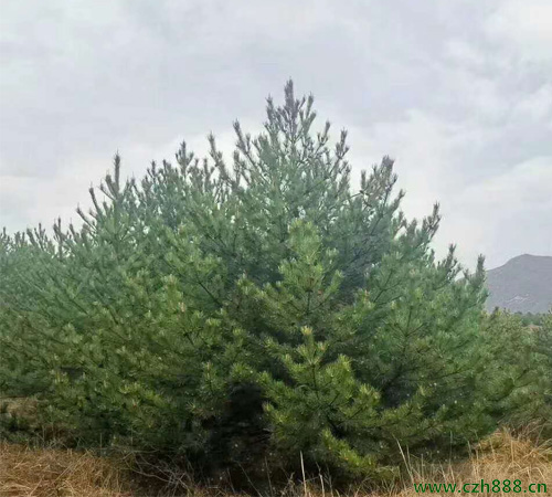 油松什么時候開花結(jié)果? 油松花期在幾月?