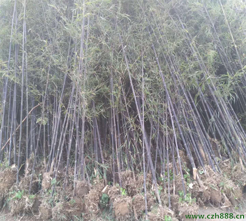 紫竹如何種植? 紫竹種植的注意事項