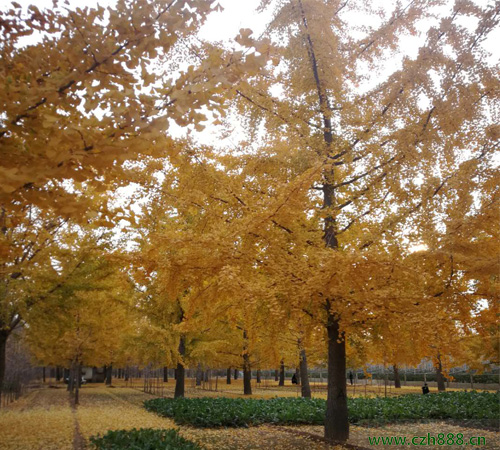 銀杏的養(yǎng)植方法 銀杏養(yǎng)植的注意事項(xiàng)