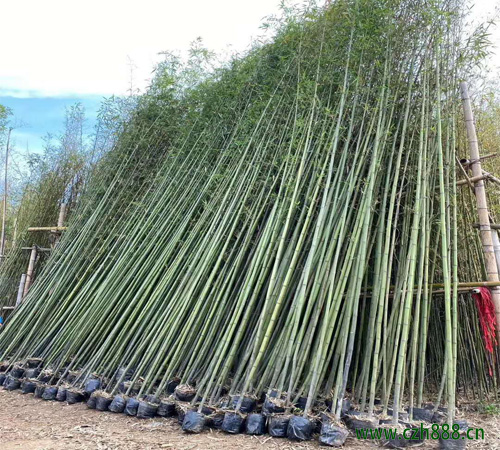 剛竹又被稱為什么? 剛竹的培育處理