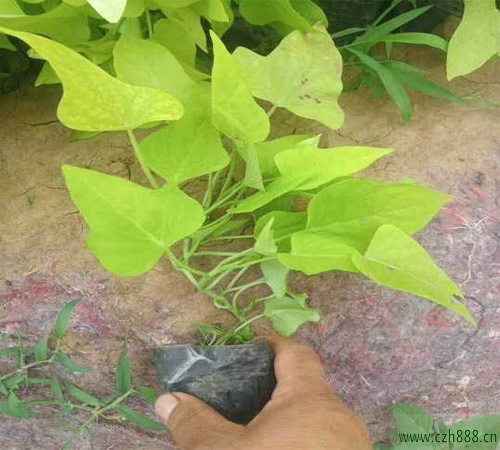 金葉薯如何養植? 金葉薯的養植方法和留意事項