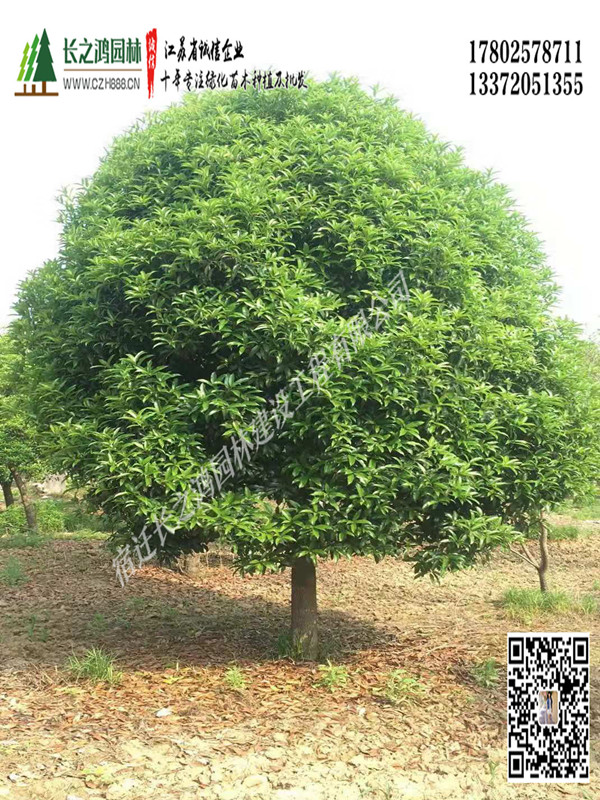 桂花樹(shù)常見(jiàn)病蟲(chóng)害有哪些? 桂花樹(shù)病蟲(chóng)害防治方法