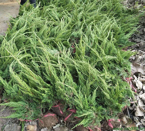 鋪地柏葉片發黃的原因 鋪地柏葉片發黃的處理方法