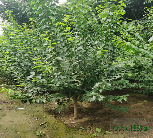 臘梅開花后的保護(hù)事項(xiàng) 臘梅開花后的養(yǎng)護(hù)