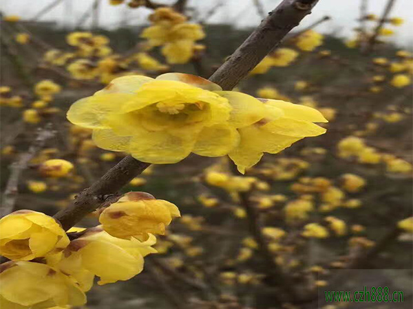 臘梅開花后的保護(hù)事項(xiàng) 臘梅開花后的養(yǎng)護(hù)