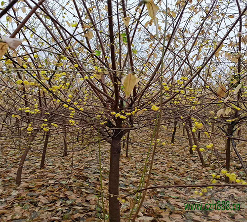 臘梅開花后的保護(hù)事項(xiàng) 臘梅開花后的養(yǎng)護(hù)